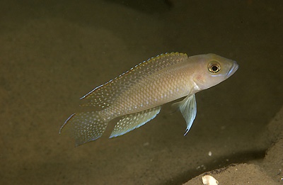 Neolamprologus cf. ventralis 'Kafungi'